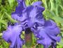 iris 'Baie de Morlaix'