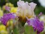 iris 'Chanson de Geste'