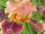 iris 'Moulin de Trvilis'