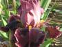 iris 'Sterec'