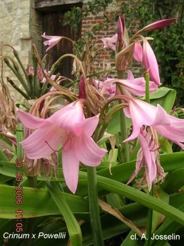 Crinum powellii