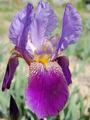 Iris 'Alcazar'