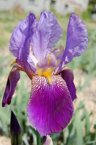 'Alcazar' (Vilmorin 1910). Photo Ch. Lanthelme Iris 'Alcazar'