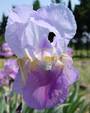 Iris 'Ballerine'