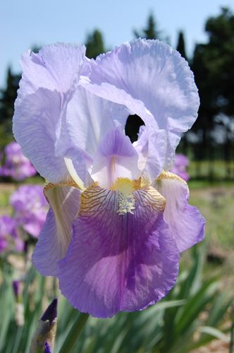 Iris 'Ballerine'