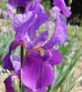 Iris 'Feydeau'