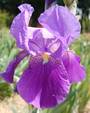Iris 'Ochracea Coerulea'