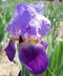 Iris 'Tamerlan'