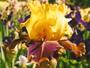 iris 'Miss C. More'