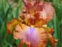 iris 'Sbastien Cancade'