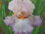 Iris 'Aodren'