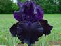 Iris 'Armorique'