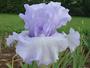 Iris 'Audierne'