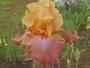 Iris 'Barv Melenruz'