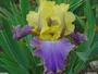 Iris 'Damgan'