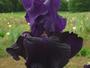 Iris 'Guilvinec'