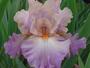 Iris 'Hodic'