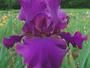 Iris 'Lannion'