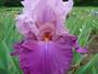 Iris 'Locronan'