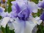 Iris 'Roscoff'