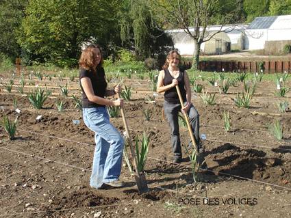 Pose des voliges