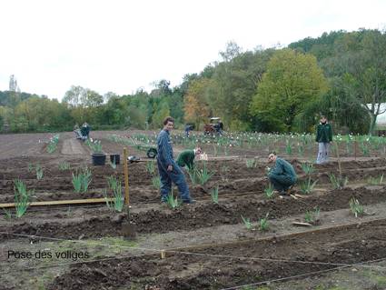 Travaux dans les plantations d'iris