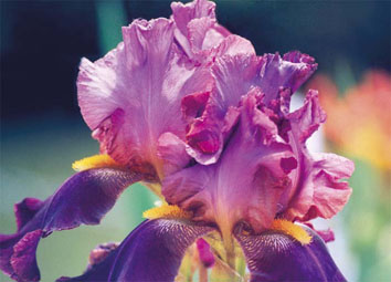 Iris du concours au jardin de TECOMAH, Photo Marqueyssat Iris