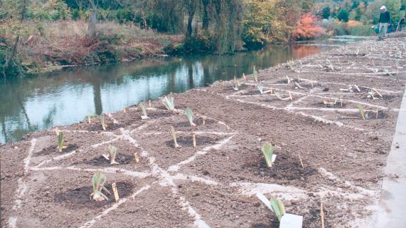 Plantation à l'autome 2002,
photo Philippe Marqueyssat Les iris plantés, à l'automne