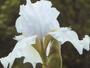 iris 'Clown Blanc'