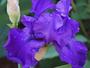 iris 'Maldoror'