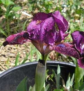 Iris 'Hayoo' (J. Peyrard, 2004). Photo J. Peyrard Iris 'Hayoo'