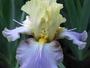 iris 'Charlie Chaplin'