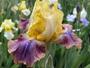 iris 'Conquistador des Frigoules'