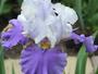 iris 'Danube du Barry'