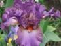 iris 'Frisson'