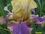 iris 'Houlala du Barry'