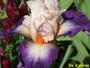 iris 'Ile d'Olron'