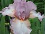 iris 'Nacr'