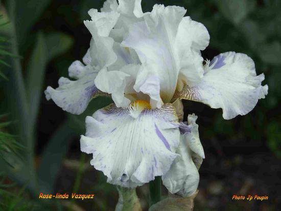Iris 'Rose-Linda Vasquez'