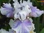 iris 'Rose-Linda Vasquez'