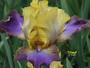 iris 'Titeuf'