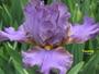 iris 'Touareg'