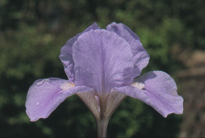 Iris 'Ange Bleu'