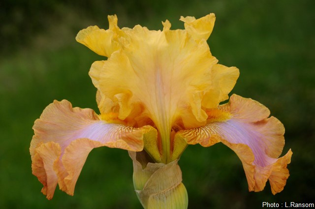 Iris 'Armagnac'