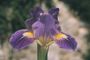 Iris 'Coquin'