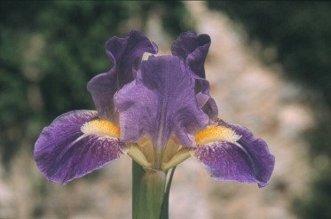 Iris 'Coquin'