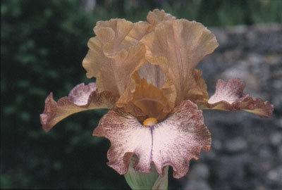 Iris 'Coup de Th��tre'