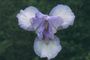 Iris 'Couture Star'