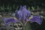 Iris 'Craquelure'