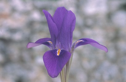 Iris 'F�e d'Hiver'
